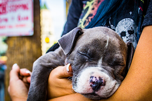 woman holding puppy dog