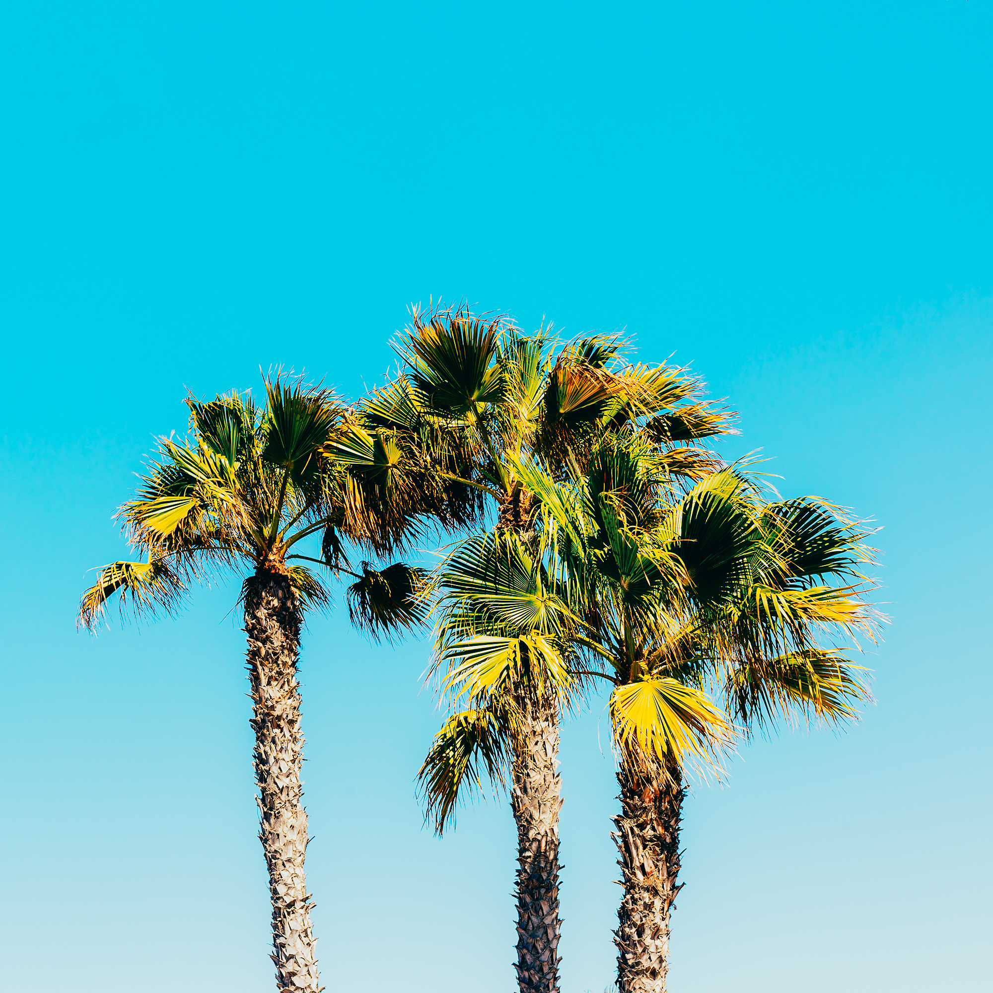 Palm trees against blue sky